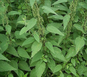 Urtica-dioica-benefits-of-nettles