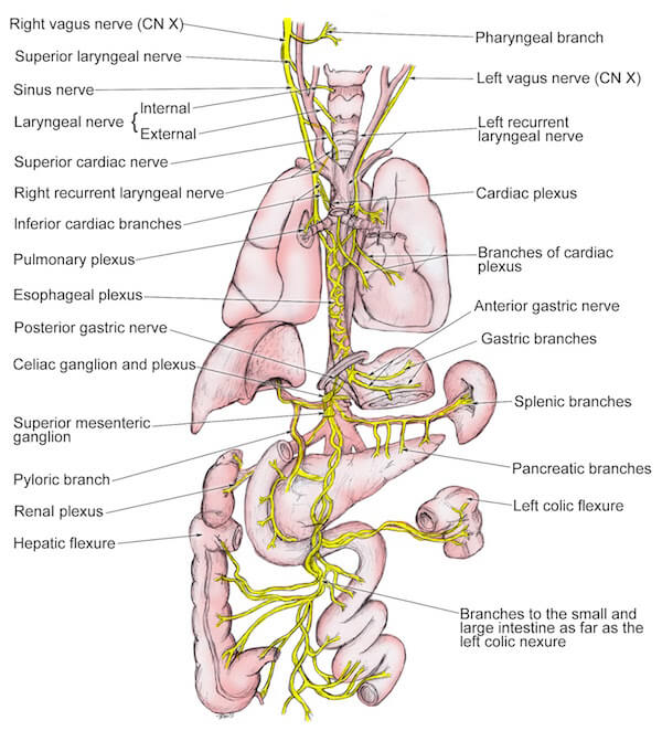 how-to-activate-the-parasympathetic-nervous-system-for-sleep