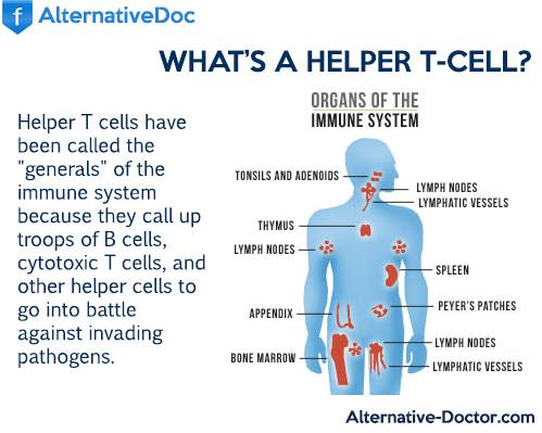 helper t cells