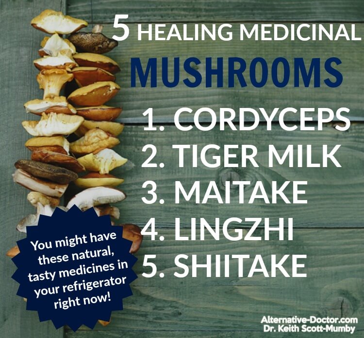 Discover the Benefits of Five Healing Medicinal Mushrooms