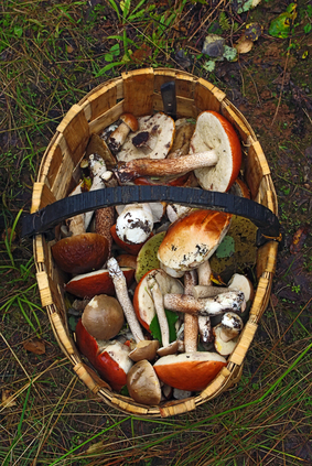 Basket of different mushrooms