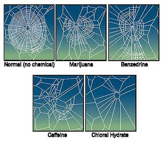 spider-webs-caffeine