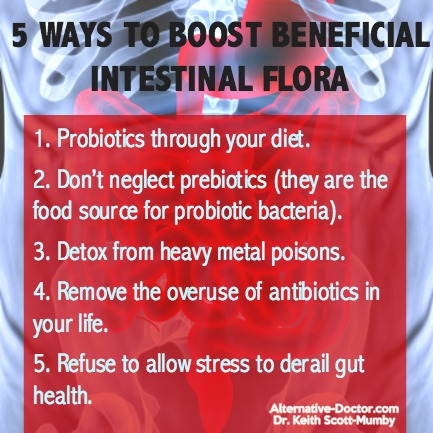 intestinal-flora-IG