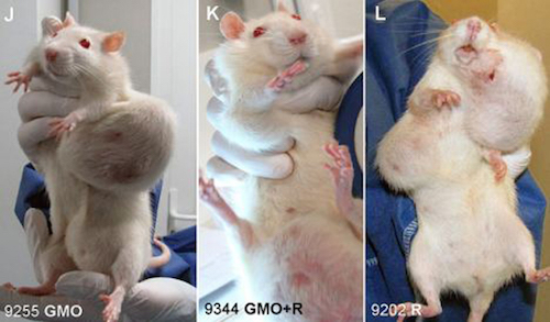 Rat-Tumor-Monsanto-GMO-Cancer-Study-Dr.-Oz-Controversy