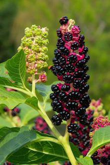 homeopathy-works-phytolacca