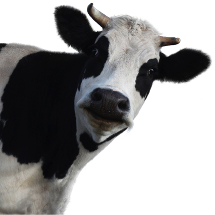 cow-most-important-supplements