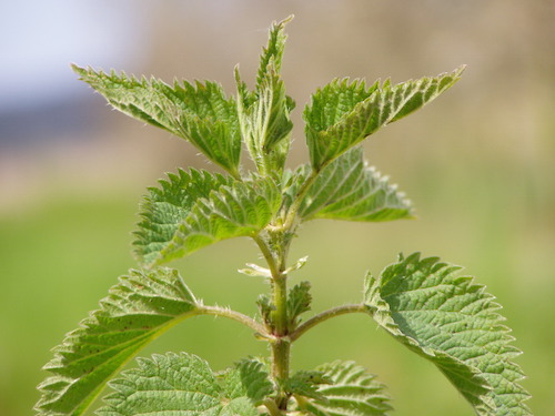 benefits-of-nettles-featured