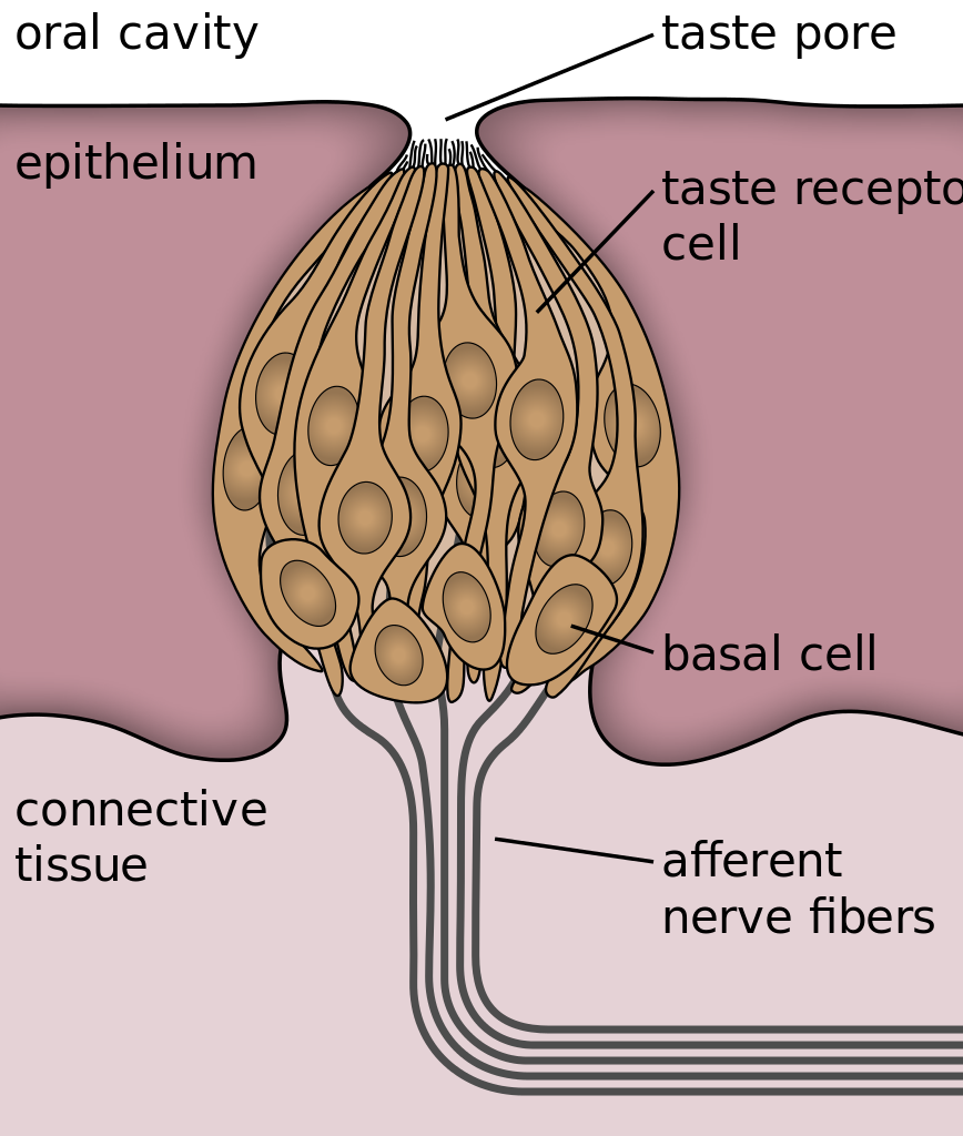 how long does it take to get your taste buds back after radiation