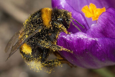 interesting-science-bumblebee