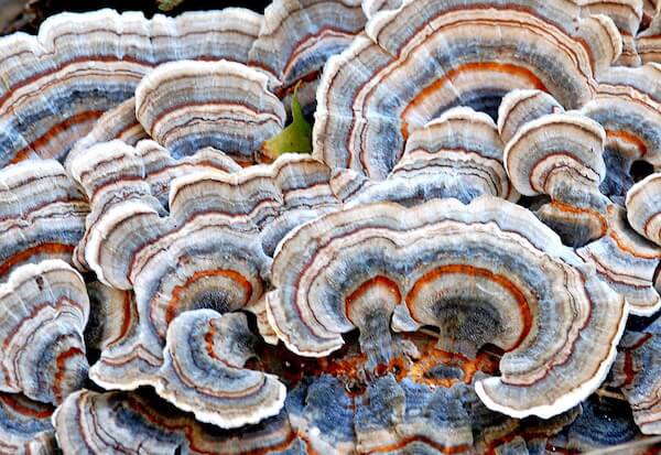 turkey-tail-mushrooms-beta-glucan-benefits