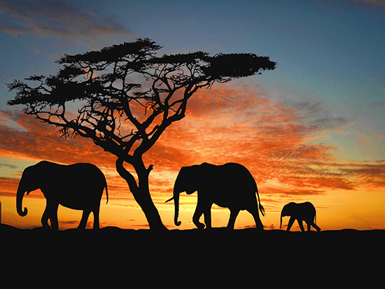 profs-african-travels-African-Elephant-Namibia550