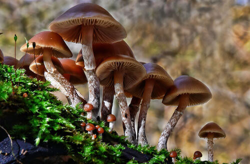 dangers-of-fungi-autumn-skullcap