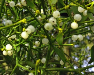 homeopathy-and-cancer-mistletoe