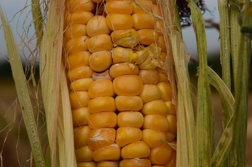 effects-of-poor-nutrition-corn