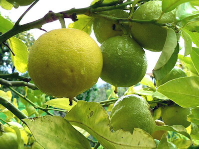 benefits-of-bergamot-Citrus-bergamia