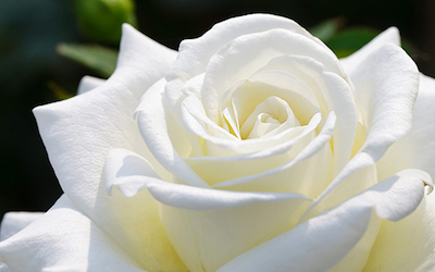 death-and-dying-white-flowers