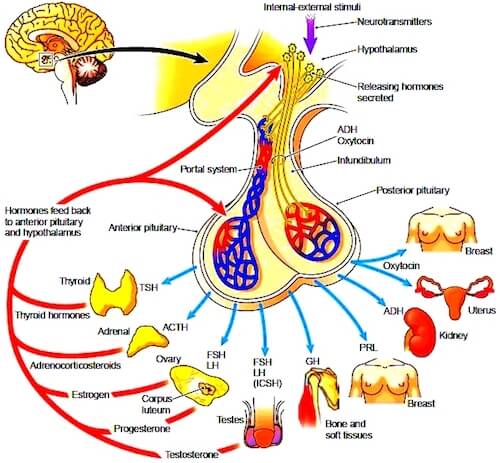 hormone-health-ksm-newsletter228