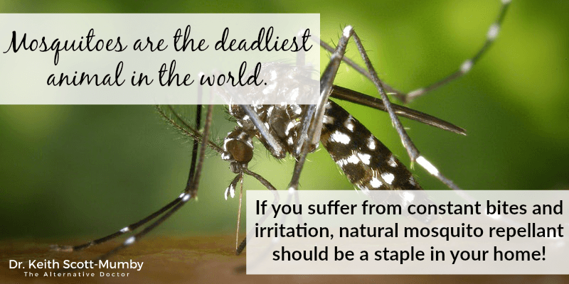 Arming yourself with natural mosquito repellant and making yourself less appetizing is the key to keeping these blood-suckers at bay. Click here for more on preventing bug bites and how to make a natural repellant at home...