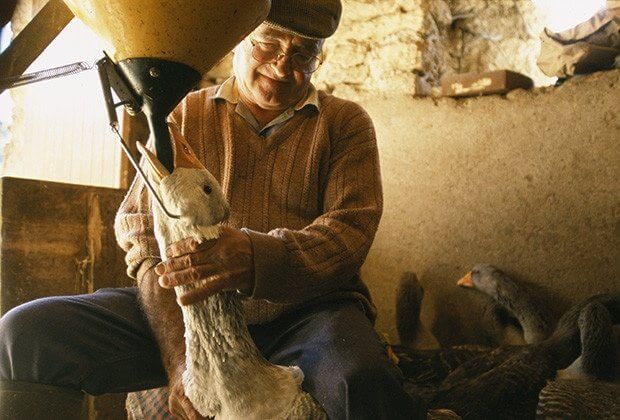 Force feeding geese