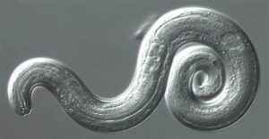 Rat Lungworm Disease In Humans (Oh Yes!)
